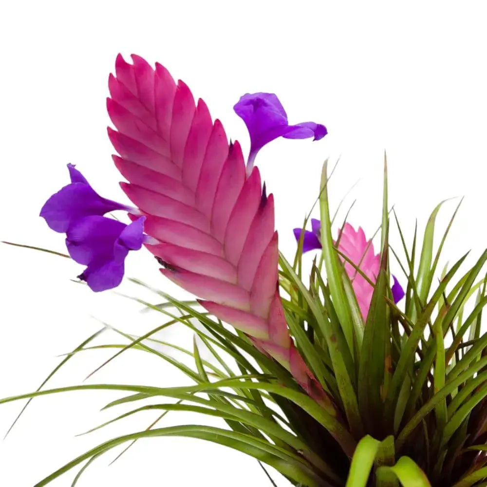 Tillandsia Cyanea Bonsai Flower Seeds – Heirloom, Non-GMO Flower Seeds for Planting - Cyanea for planting in home garden